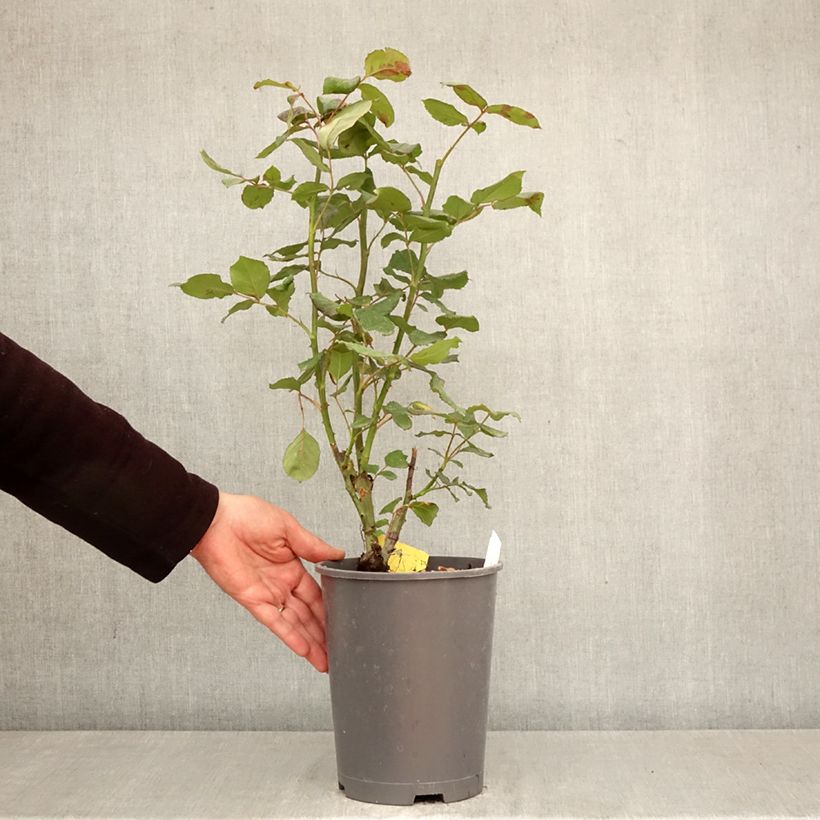 Rosa Girandola 4L/5L pot sample as delivered in spring