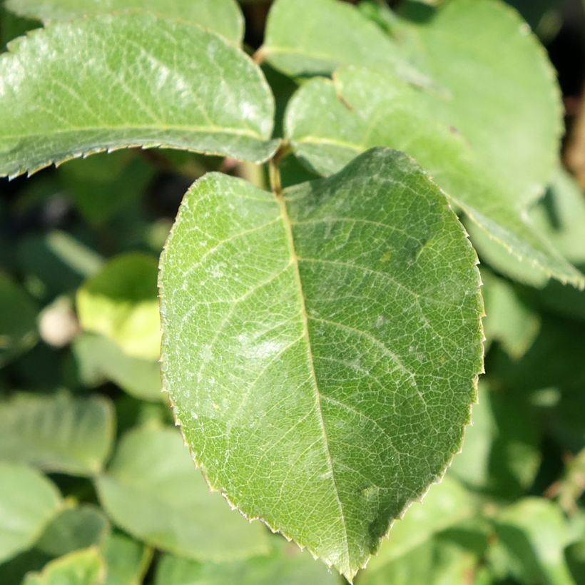 Rosa Golden Perfumella - Hybrid Tea Rose (Foliage)