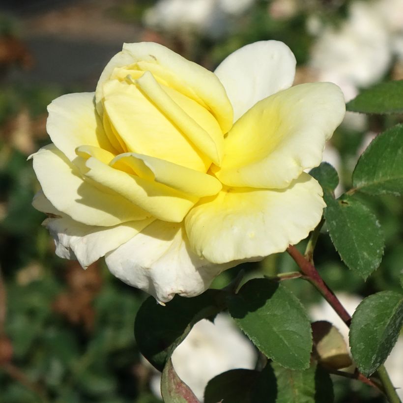 Rosa Golden Perfumella - Hybrid Tea Rose (Flowering)