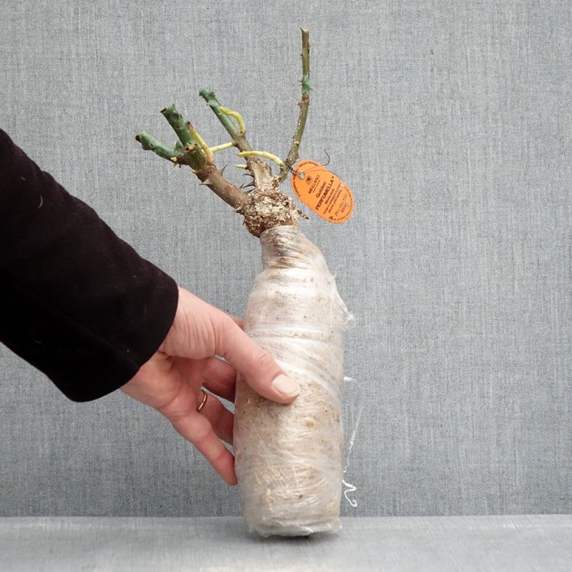Rosa Golden Perfumella - Hybrid Tea Rose Wrapped bare root sample as delivered in winter