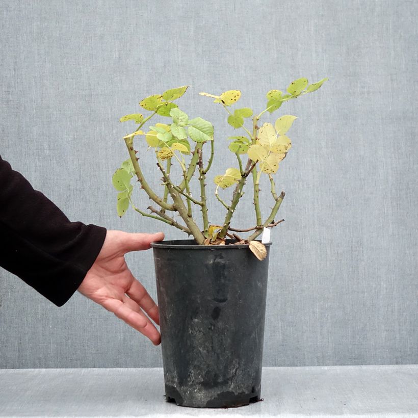 Rosa Goldfinger 4L/5L pot sample as delivered in autumn