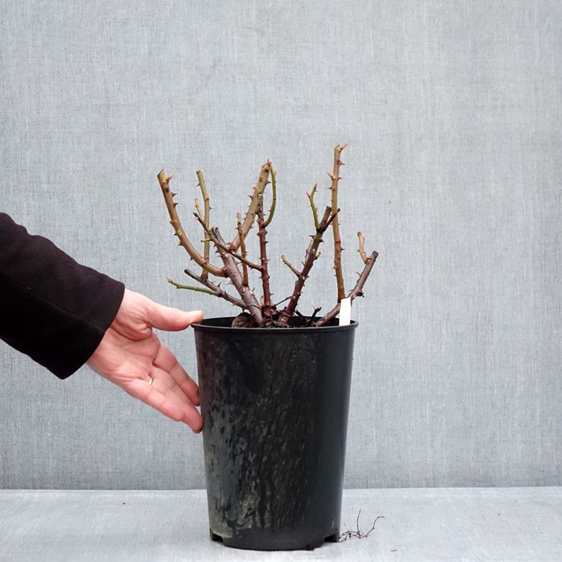 Rosa Goldfinger 4L/5L pot sample as delivered in winter