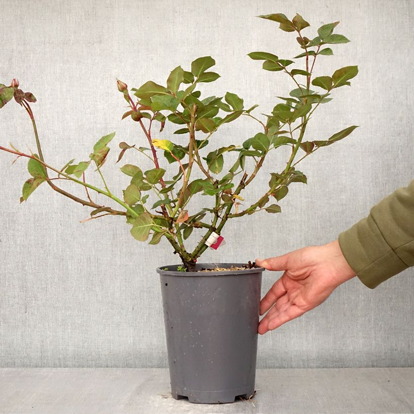 Rosa Hameau Duboeuf 4L/5L pot sample as delivered in spring