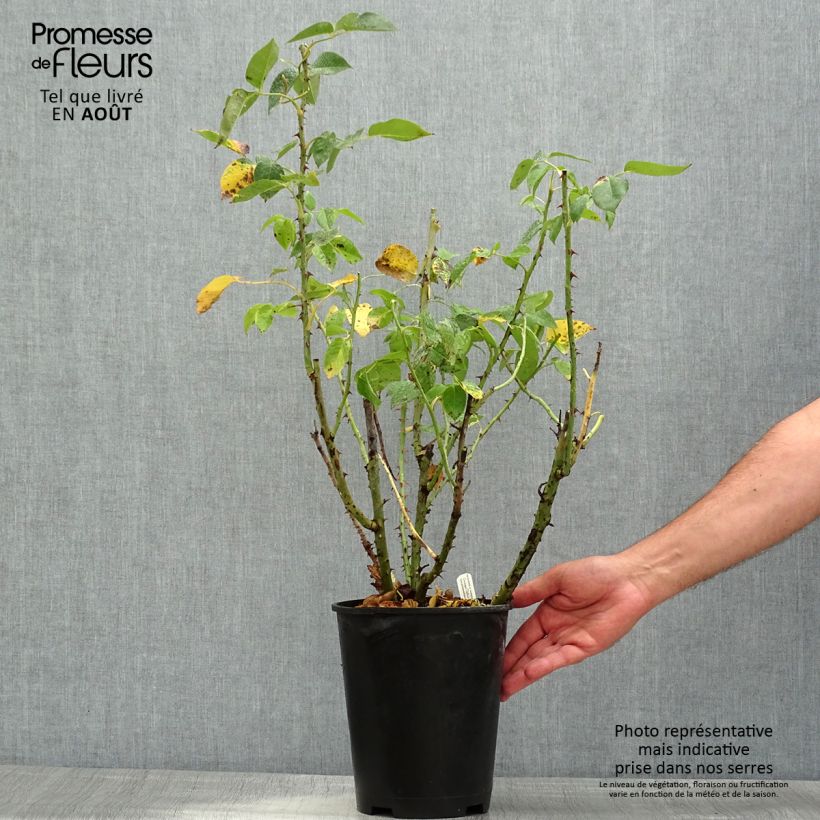 Rosa Henri Delbard - Hybrid Tea Rose 3L/4L pot sample as delivered in summer