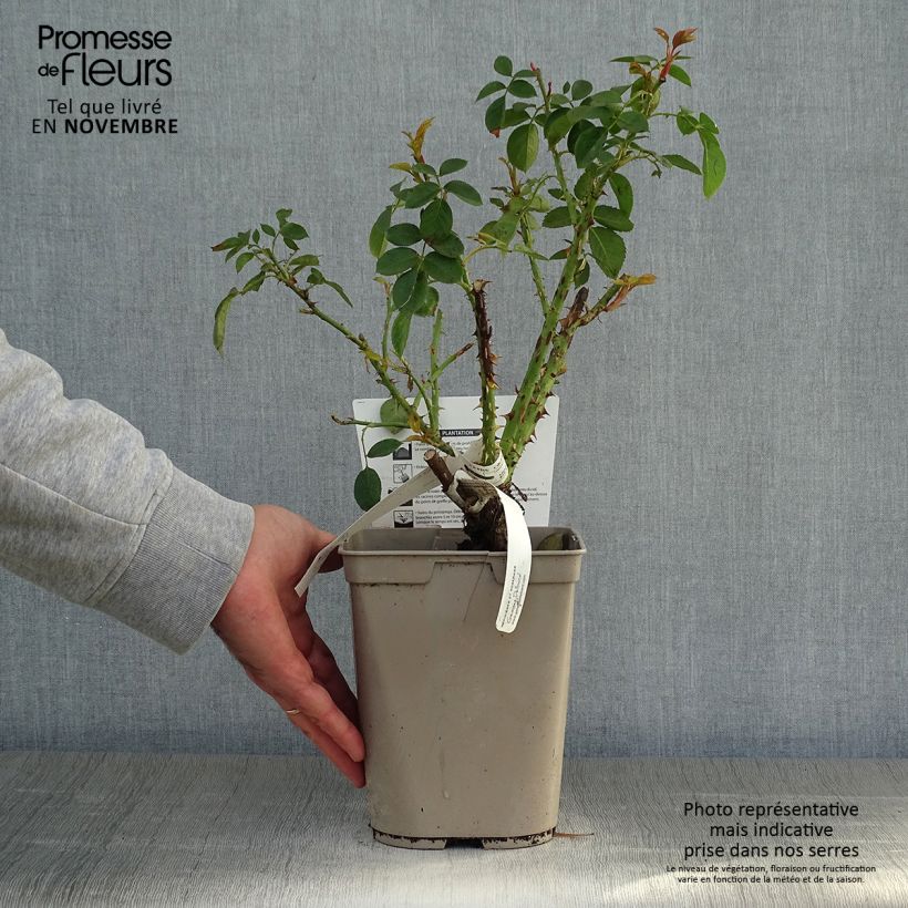 Rosa Henri Matisse - Hybrid Tea Rose 3L/4L pot sample as delivered in autumn