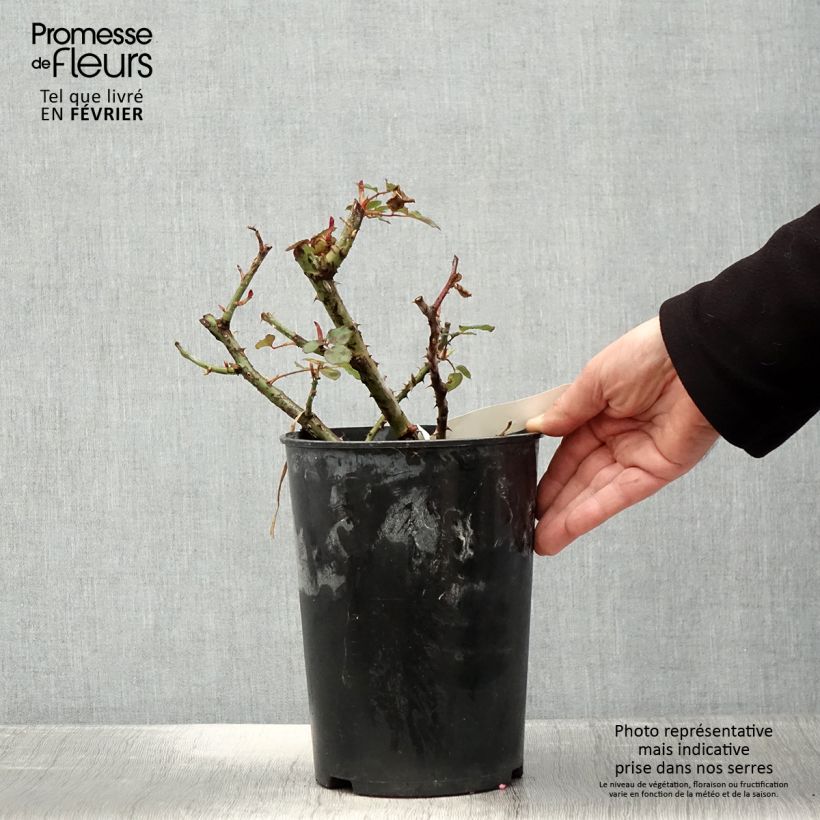Rosa Henryane de Chaponay 4L/5L pot sample as delivered in winter