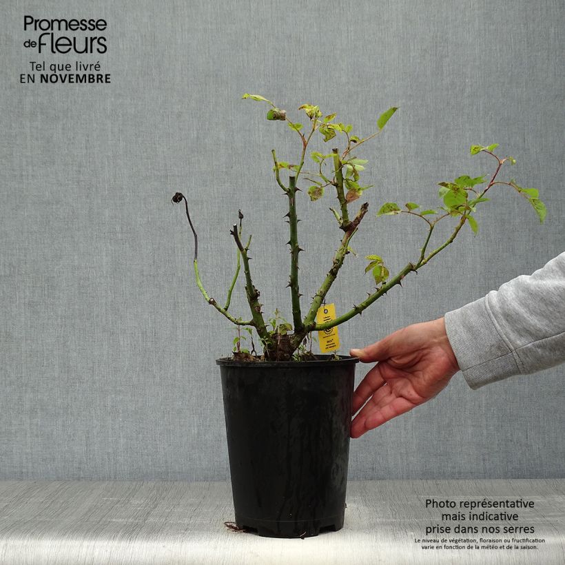 Rosa Ibiza - Hybrid Tea Rose 4L/5L pot sample as delivered in autumn