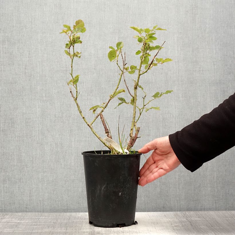 Rosa Impératrice Farah - Hybrid Tea Rose 4L/5L pot sample as delivered in spring