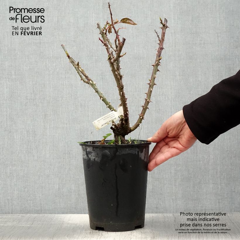 Rosa 'Jeanne Coeur' (Oranobri) 4L/5L pot sample as delivered in winter