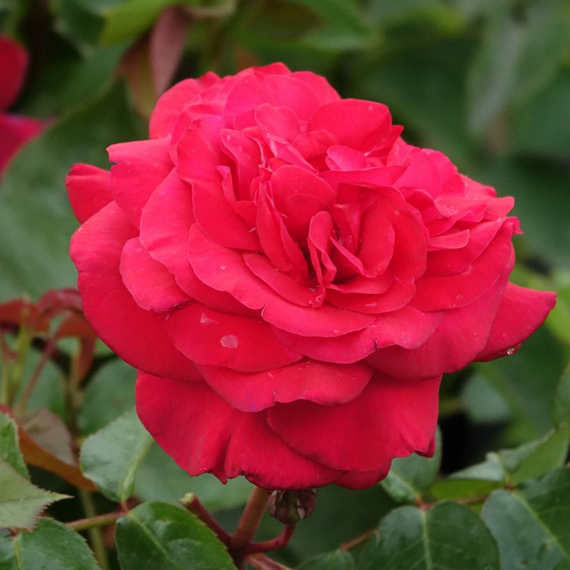 Rosa  'La rose Monsieur' - Hybrid Tea Rose (Flowering)
