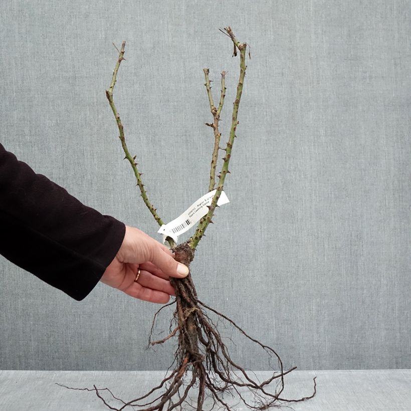 Rosa 'Laeticia Casta' - Shrub Rose Bare root sample as delivered in winter