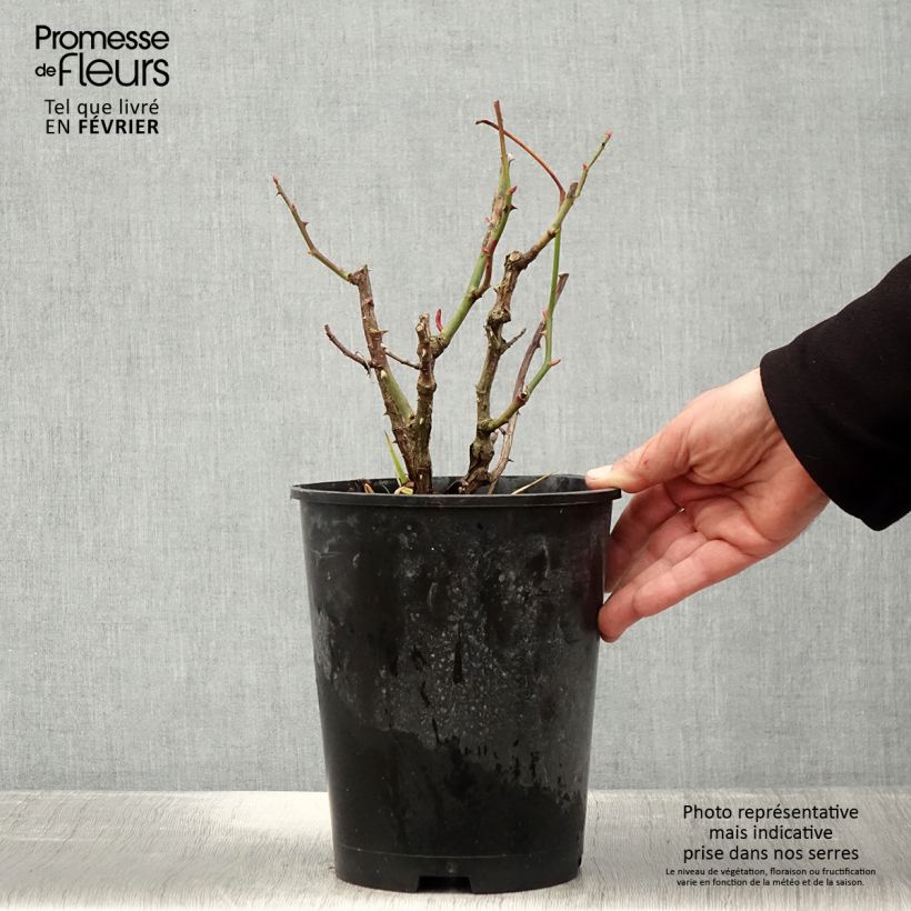 Rosa 'Mistinguett' - Floribunda Rose 4L/5L pot sample as delivered in winter