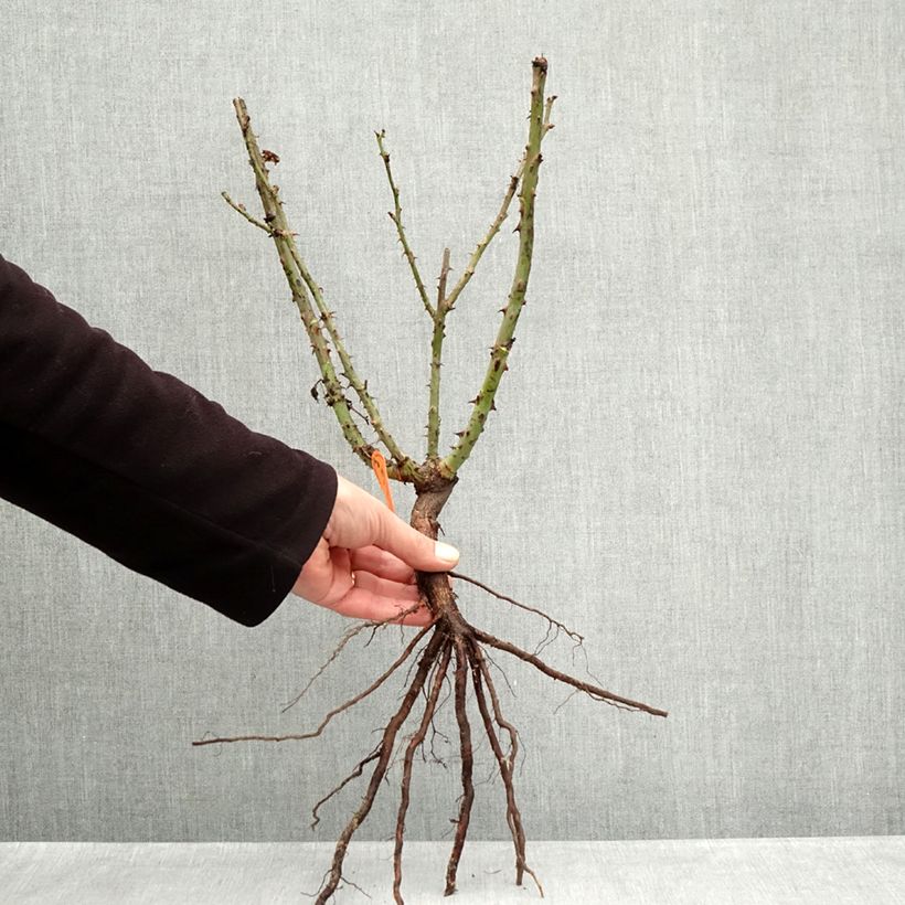 Rosa 'Lolita Lempicka' - Shrub Rose Bare root sample as delivered in winter