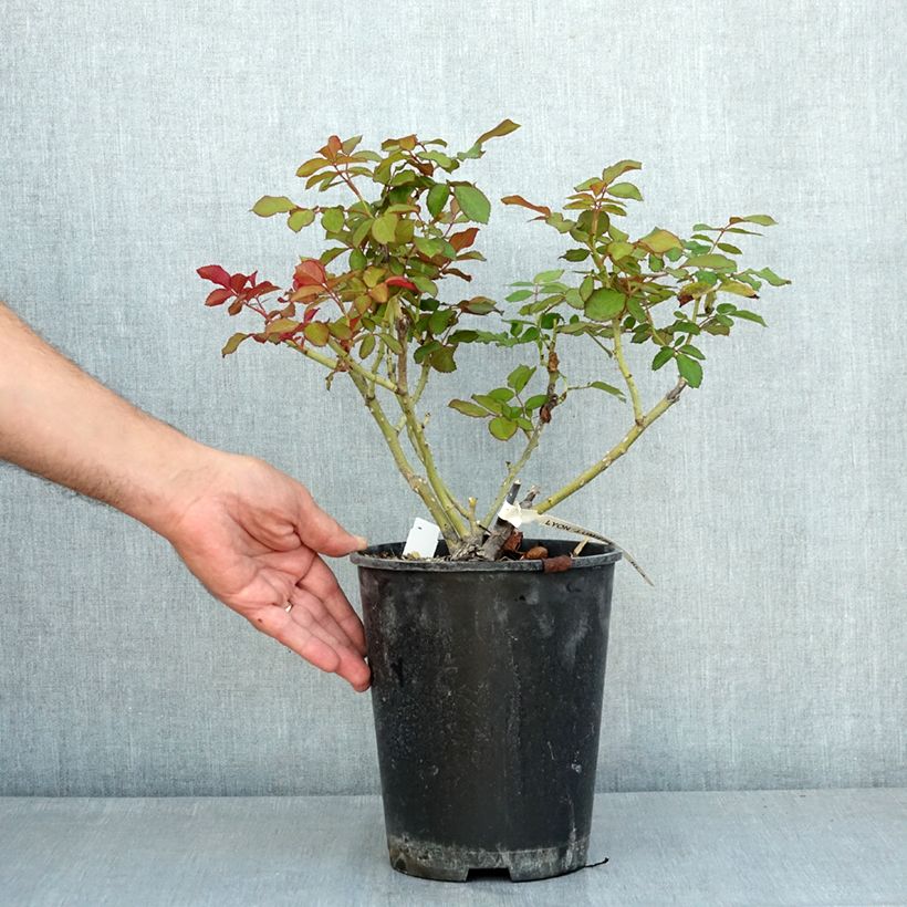 Rosa Lyon Lumières 4L/5L pot sample as delivered in summer
