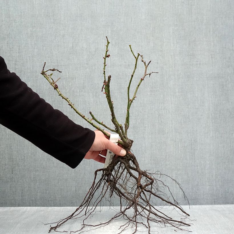 Rosa Lyon Lumières Bare root sample as delivered in winter