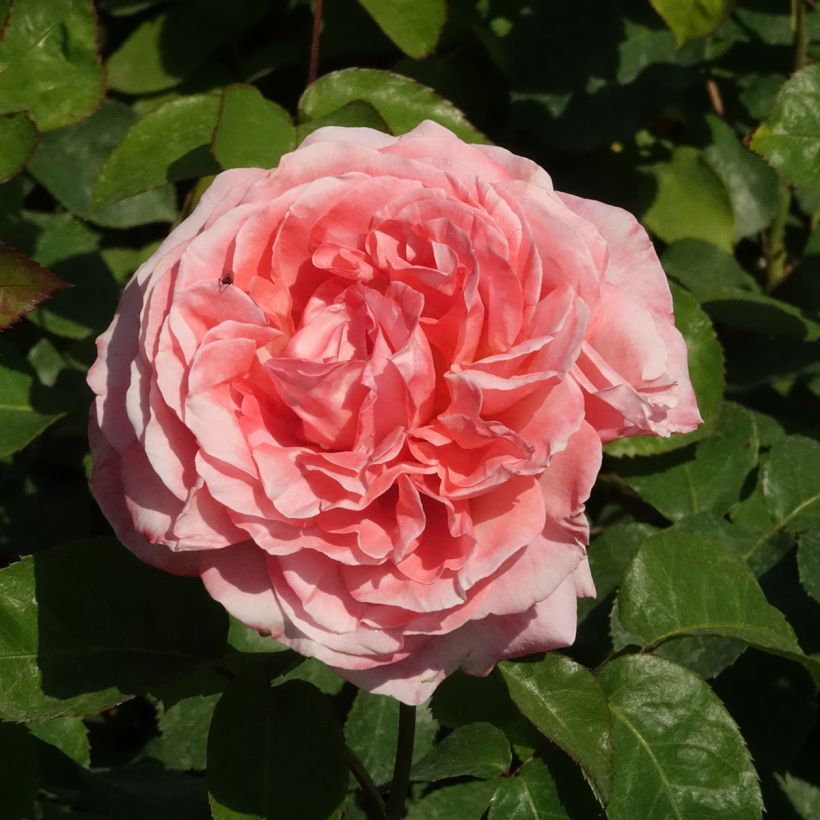 Rosa Mademoiselle Meilland - Hybrid Tea Rose (Flowering)