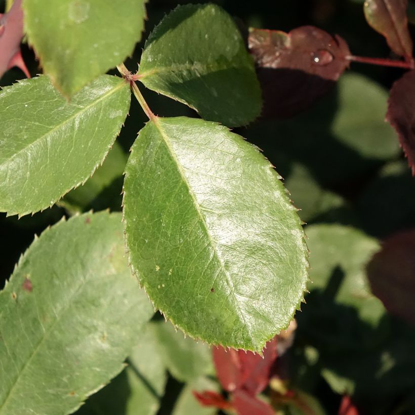 Rosa Marcel Pagnol - Hybrid Tea Rose (Foliage)