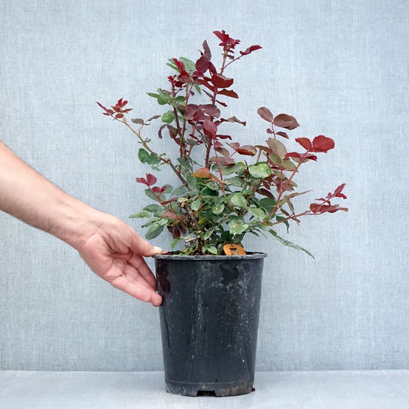 Rosa Marcel Pagnol - Hybrid Tea Rose 4L/5L pot sample as delivered in summer