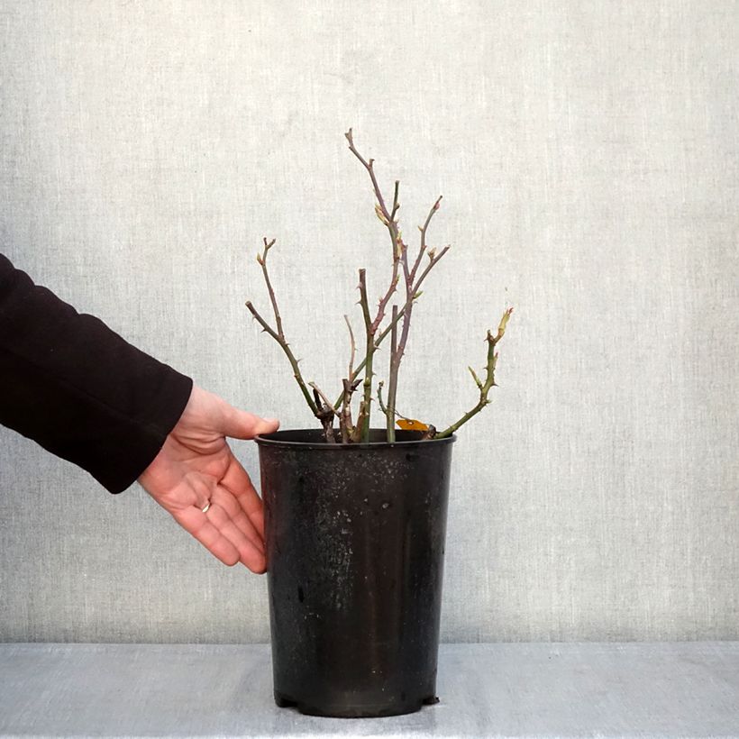 Rosa 'Mémoire' - Hybrid Tea Rose 4L/5L pot sample as delivered in winter