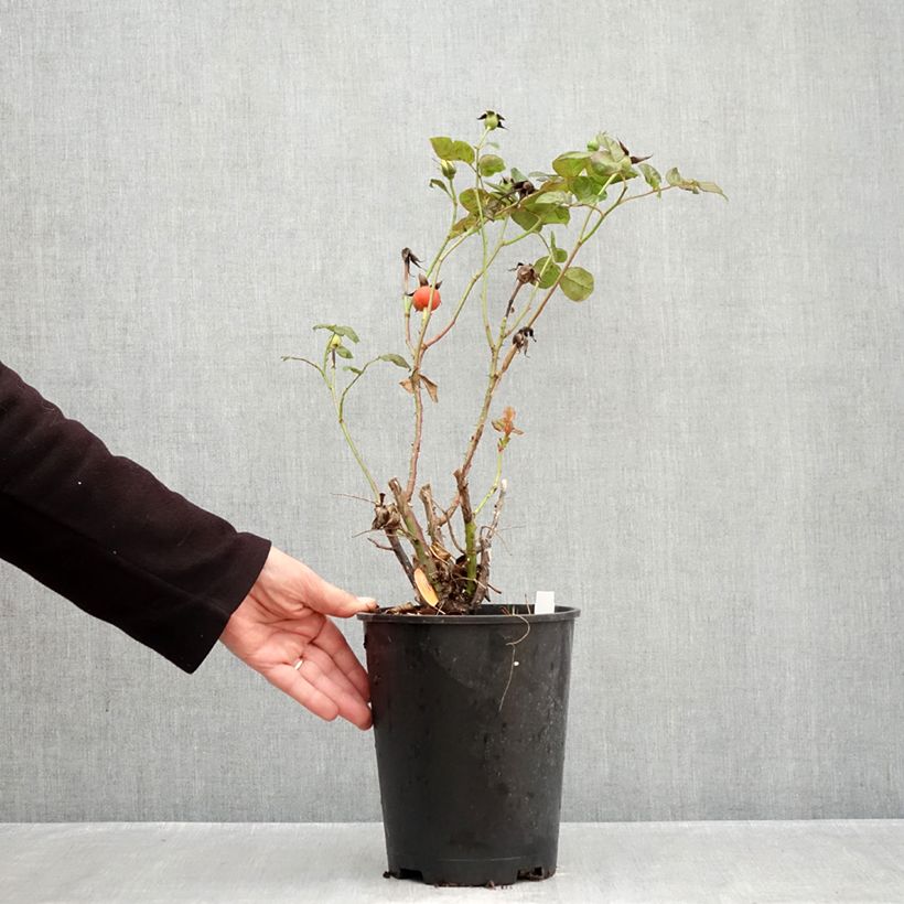 Rosa 'Michelangelo' - Shrub Rose 4L/5L pot sample as delivered in autumn