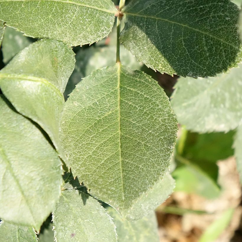 Rosa Mister Lincoln - Hybrid tea rose (Foliage)