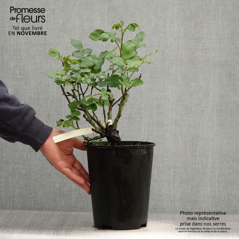 Rosa New Imagine - Shrub Rose 4L/5L pot sample as delivered in autumn