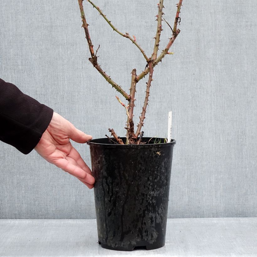 Rosa Niharika 4L/5L pot sample as delivered in winter