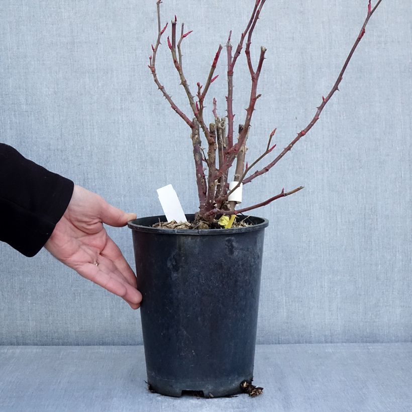 Rosa Noémie de Rothschild- Hybrid tea rose 4L/5L pot sample as delivered in winter