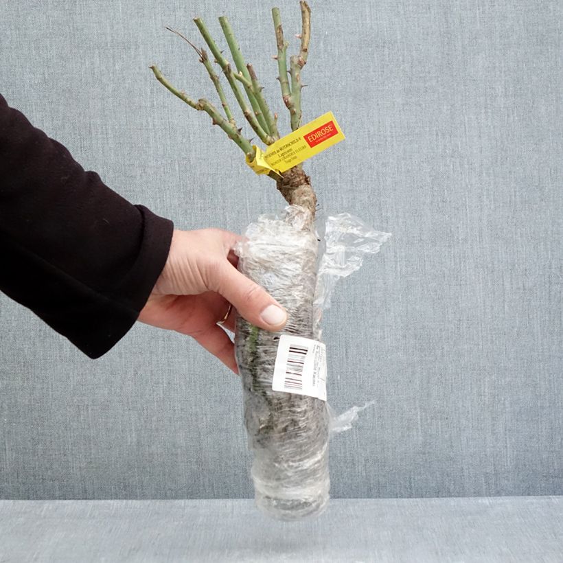 Rosa Noémie de Rothschild- Hybrid tea rose Bare root sample as delivered in winter