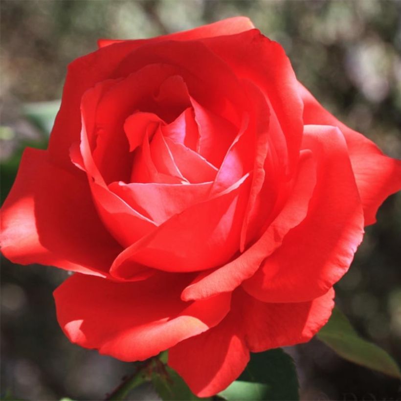 Rosa Fragrant Cloud  (Flowering)