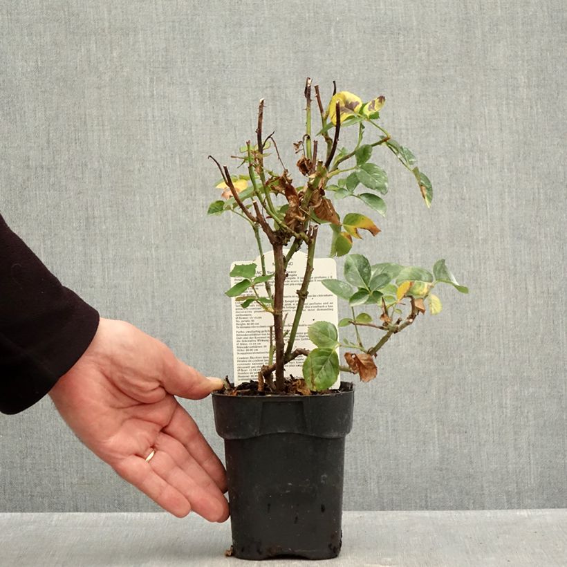 Rosa Pullman Orient Express 10cm/11cm pot sample as delivered in autumn