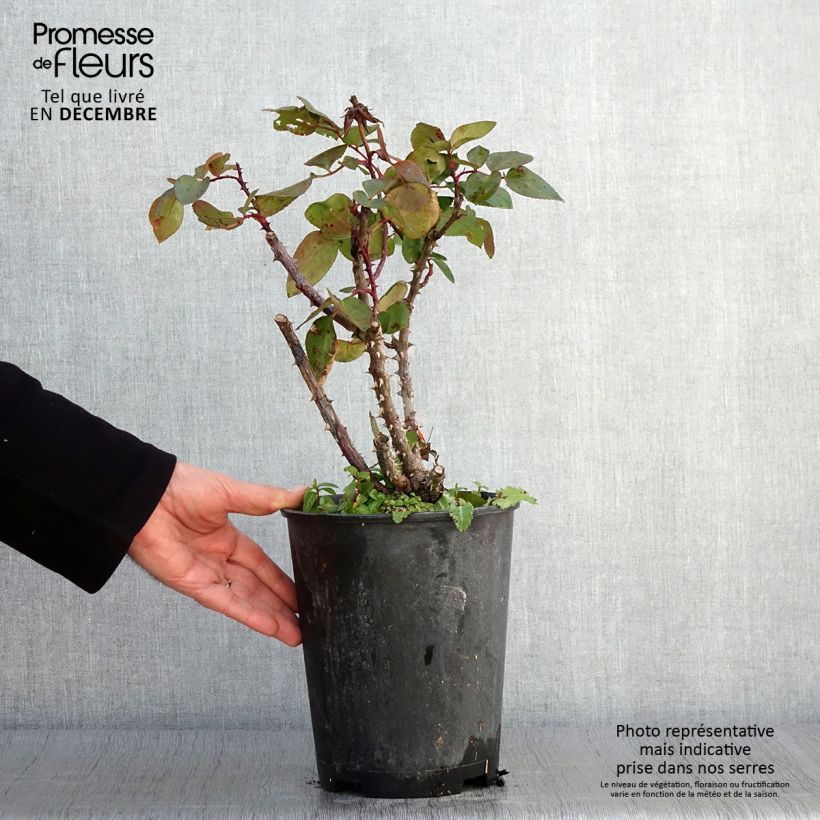 Rosa Pink Panther 4L/5L pot sample as delivered in autumn
