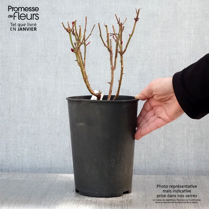 Rosa Parfum de Grasse  4L/5L pot sample as delivered in winter