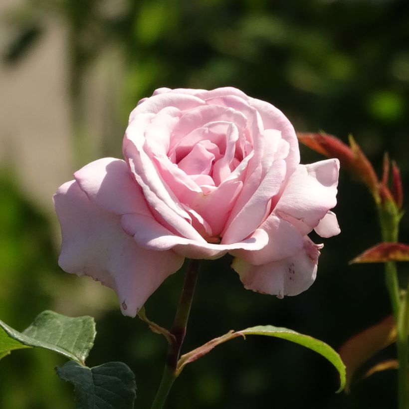 Rosa Parfum de Liberté (Flowering)