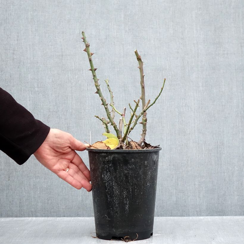 Rosa Parfum de Liberté 4L/5L pot sample as delivered in autumn