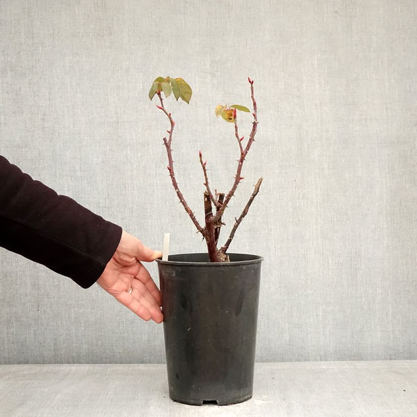 Rosa Perugino - Hybrid tea rose 4L/5L pot sample as delivered in winter