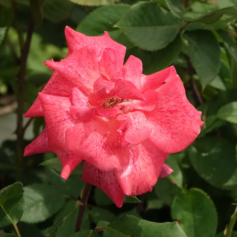 Rosa Pierre Cardin - Hybrid Tea Rose (Flowering)