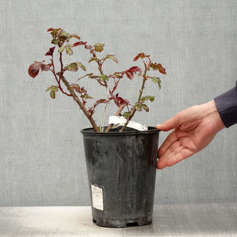 Rosa Poseidon  4L/5L pot sample as delivered in spring