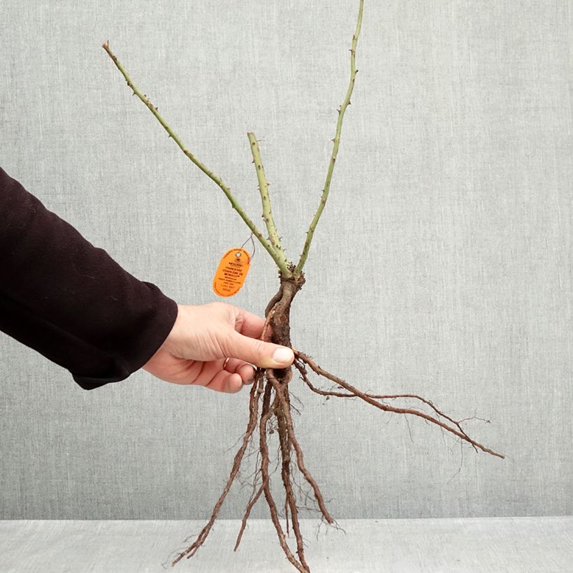 Rosa Princesse Charlene de Monaco Bare root sample as delivered in winter