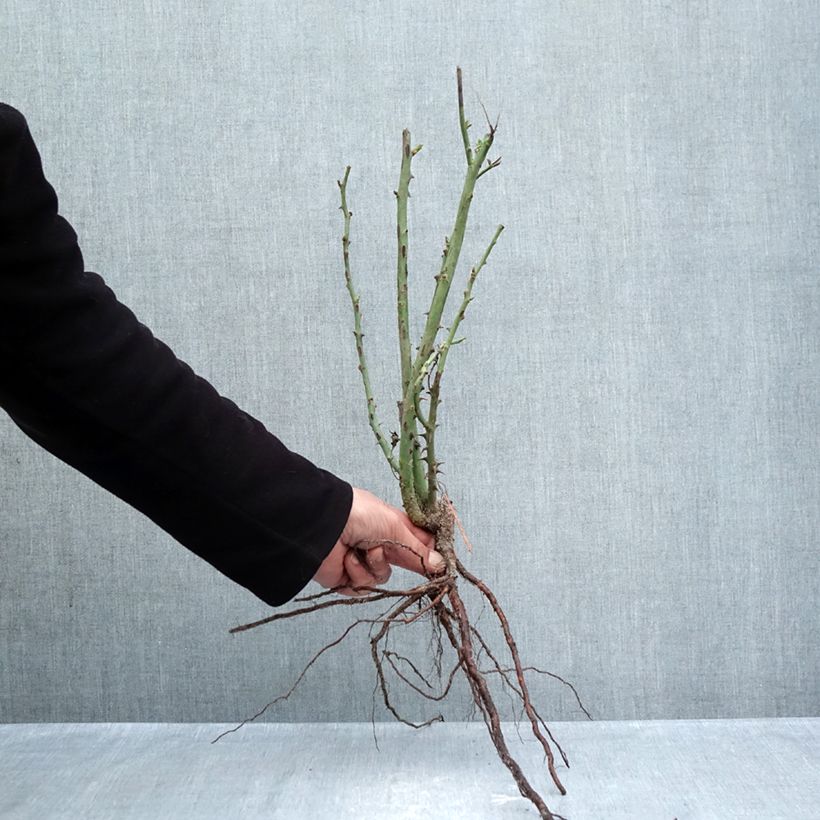 Rosa Princess of Monaco - Hybrid Tea Rose Bare root sample as delivered in winter