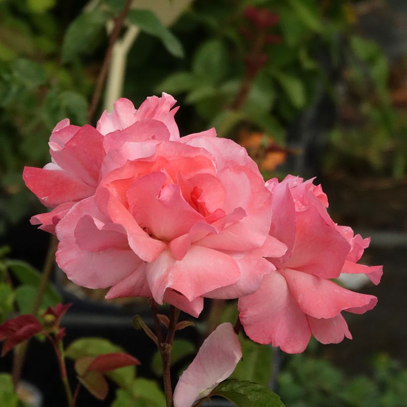 Rosa  Queen Elizabeth - Hybrid Tea Rose (Flowering)