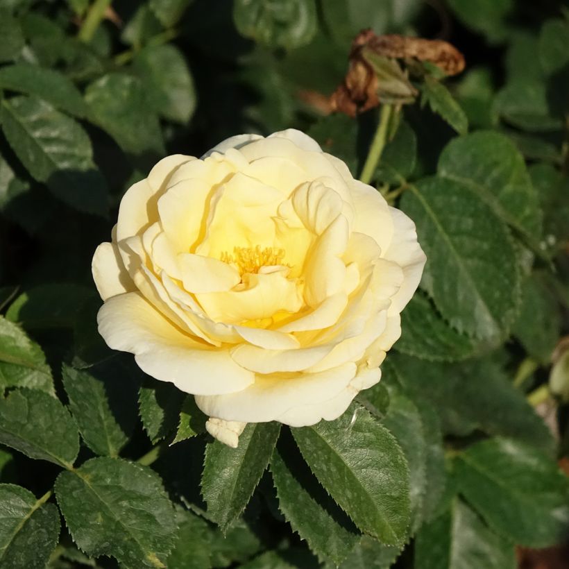 Rosa Raffaello - Hybrid Tea Rose (Flowering)