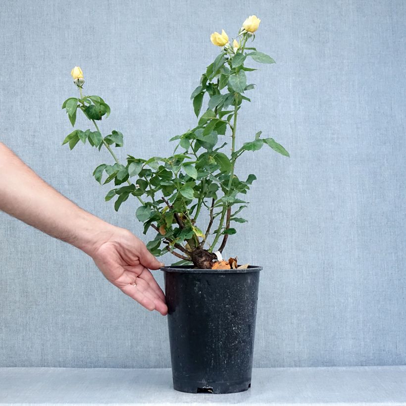 Rosa Raffaello - Hybrid Tea Rose 4L/5L pot sample as delivered in summer