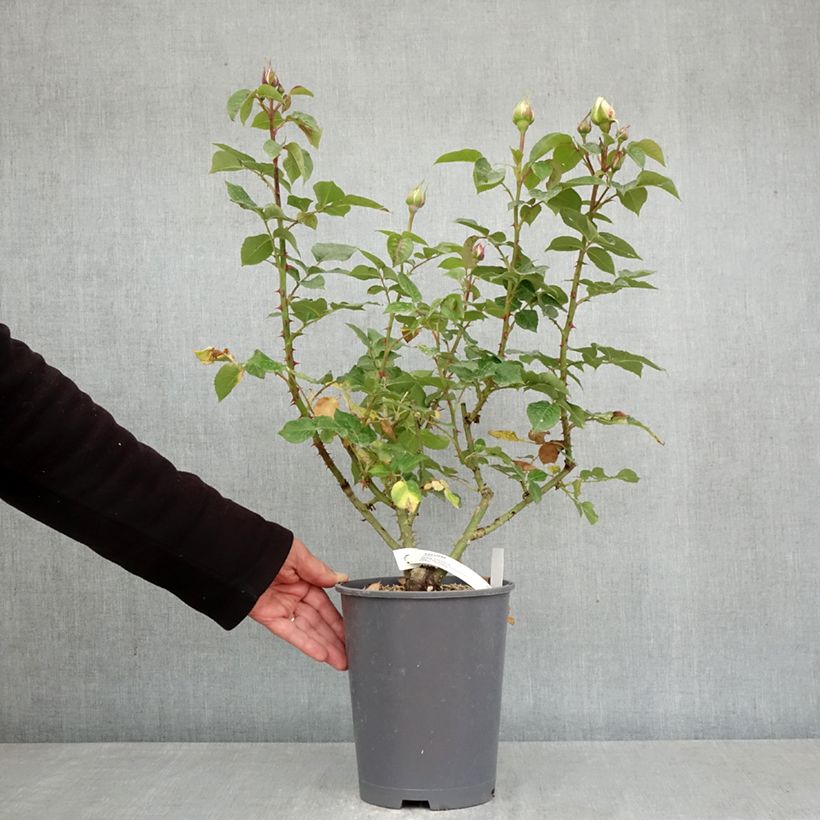 Rosa Ragazza  4L/5L pot sample as delivered in spring