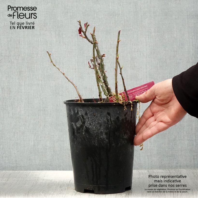 Rosa Reine des Parfums 4L/5L pot sample as delivered in winter