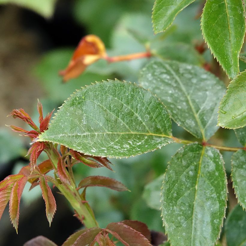 Rosa Rose Clos Vougeot (Foliage)