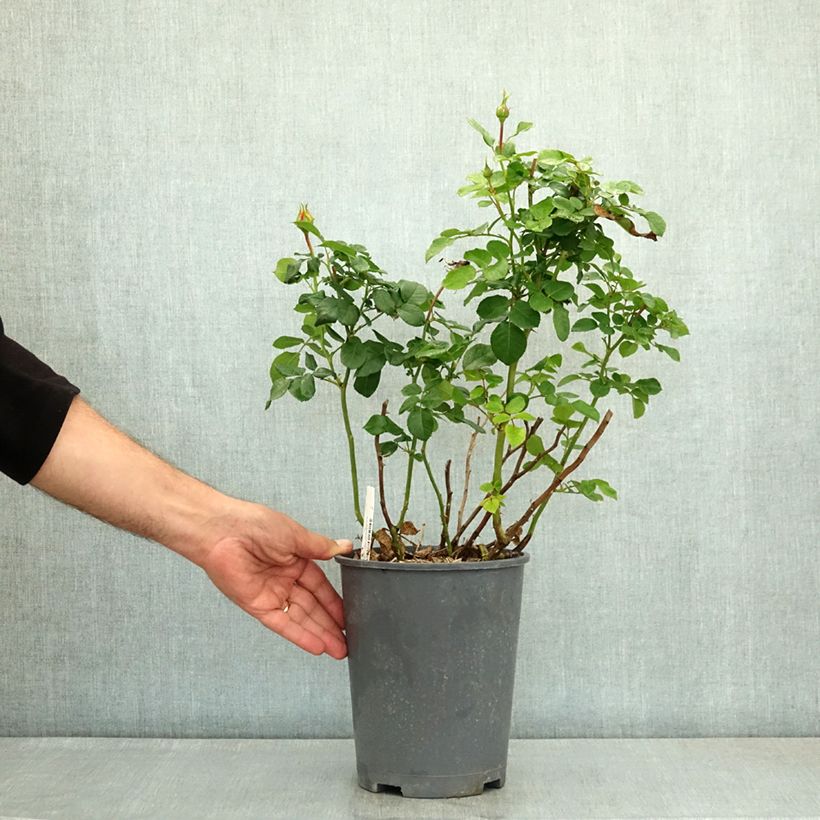 Rosa 'Rose der Hoffnung' - Bush Rose 4L/5L pot sample as delivered in summer