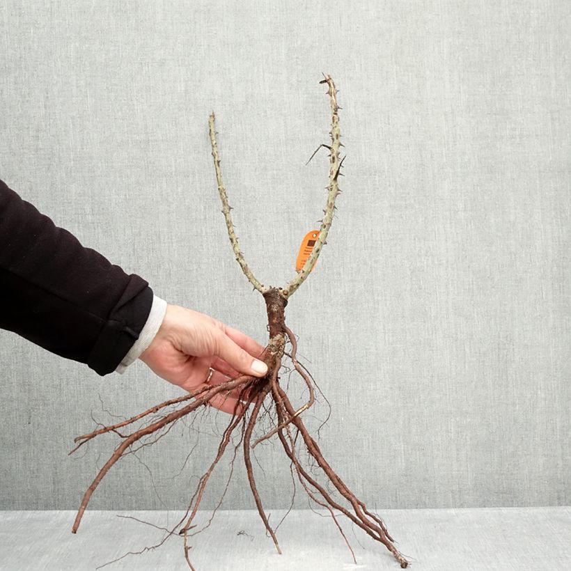 Rosa Ruban Rouge Bare root sample as delivered in winter