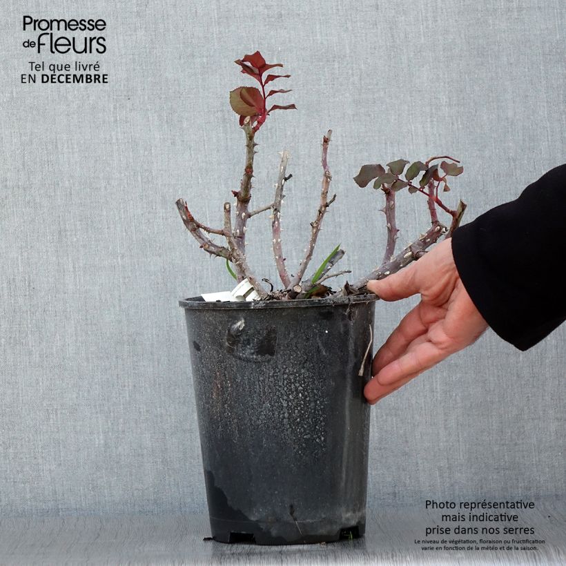 Rosa Simone Veil  4L/5L pot sample as delivered in autumn