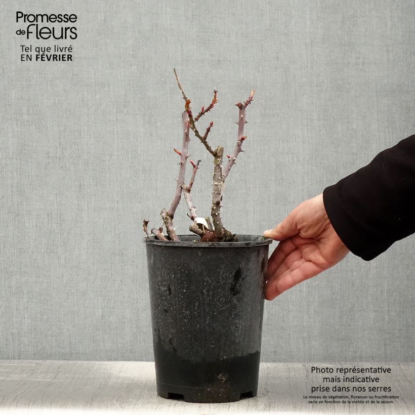 Rosa Simone Veil  4L/5L pot sample as delivered in winter